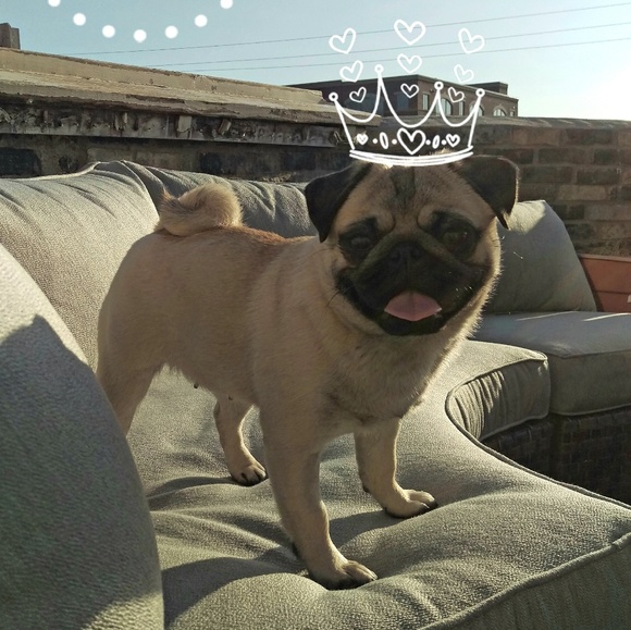 Meet your Posher, Miss Violet - Picture 1 of 1